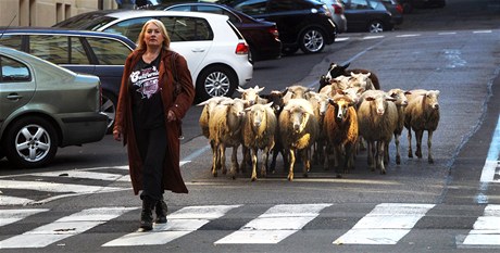Zuzana Michnová zvládá v dokumentu leccos. Pochod se stádem ovcí evokuje svět filmů Luise Buňuela. 