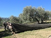 Olivy padají do velké sít