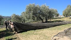 ivot na farm vyrbjc tekut zlato jmnem olivov olej