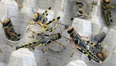 V zámku Troja v Praze prob�hl festival jídla a pití Foodparade 2013. Krom� amatérské kucha�ské sout� I Love Food mohli náv�t�vníci poznat jídla tém�� v�eho druhu