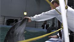 Putin opět pózoval fotografům: krmil delfíny a poplácal mrože 