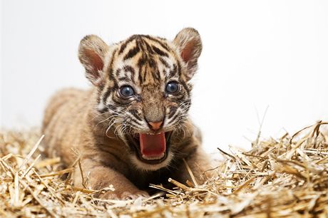 Malý tygr ji zaíná opoutt porodní box