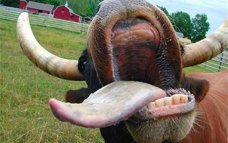 Veterinái zjistili nemoc BSE u krávy v chovu na Semilsku
