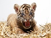 Malý tygr ji zaíná opoutt porodní box