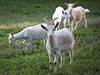 Mezi zvíata, které komunita chová, patí i kozy a ovce.