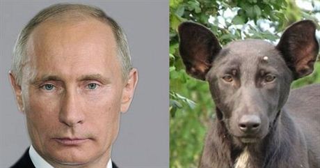 Mu na Ukrajin nael psa, kter vypad jako Putin.