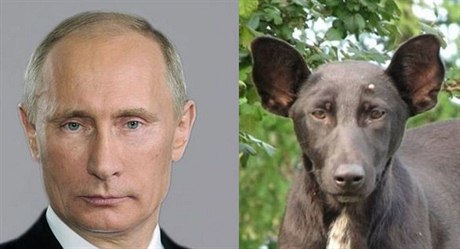 Mu na Ukrajin nael psa, který vypadá jako Putin.
