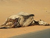 Expedice All Africa: Súdán. podél cest je moné vidt stovky mrtvých velbloud, krav a oslík.