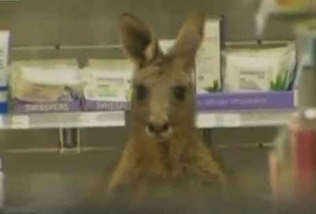 Zranný klokan v lékárn na letiti v Melbourne.