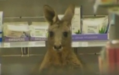 Zranný klokan v lékárn na letiti v Melbourne.