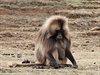 Stáda opic ítají kolem 300 kus, v noci sestupují po prudkých, nkdy a...