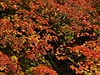 Barevné listí v Westonbirtu