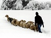 Vyhnat ovce na pastvu bylo dnes sloitjí ne jindy.