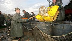 Kapi bez EET: Ministerstvo chce vjimku rozit o pedvnon prodej ryb