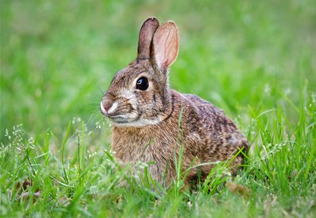 U psů i koček dejte pozor na přehřátí, pro králíky jsou vysoké teploty  smrtelné | Domácí mazlíčci | Lidovky.cz
