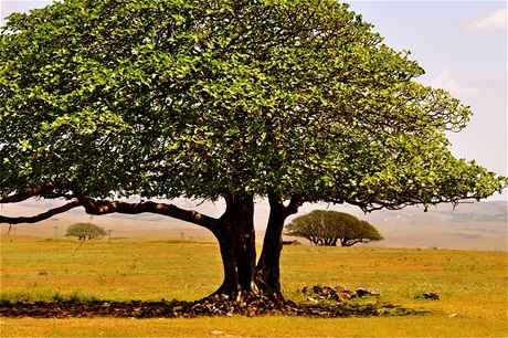 Salalah, Omán.