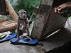 Naízení vydal guvernér Jakarty Joko Widodo, který chce, aby vechny pouliní opice zmizely do pítího roku, napsala agentura AP.