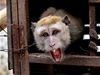 Indonéské hlavní msto Jakarta se rozhodlo zakroit proti zneuívání opiek makak k pouliním vystoupením, za která jejich majitelé vybírají peníze.