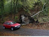 Vyvrácený strom poblí jihoanglické obce Chinnor