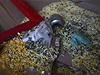 Rozsypané léky na podlaze továrny na damaském pedmstí Ghúta 