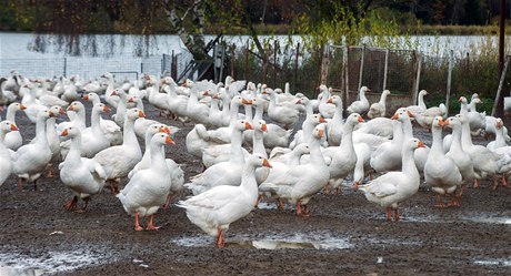 V husí farm v Byov u Nových Hrad tídili husy podle pohlaví. Samice si farma nechává pro chov a samce prodá na svatomartinské hody. 