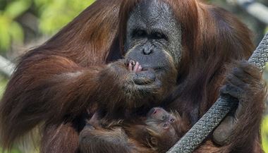 Orangutan (ilustrační foto)