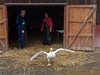 V husí farm v Byov u Nových Hrad tídili husy podle pohlaví. Samice si farma nechává pro chov a samce prodá na svatomartinské hody. 