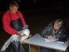 V husí farm v Byov u Nových Hrad tídili husy podle pohlaví. Samice si farma nechává pro chov a samce prodá na svatomartinské hody. 