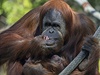 Orangutan (ilustrační foto)