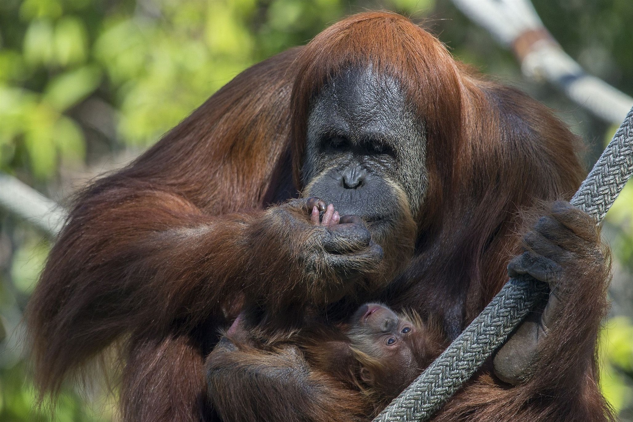 Orangutan (ilustra�ní foto)