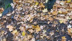 Nikoli jeden, nýbr� dva, t�i, �ty�i mloci!