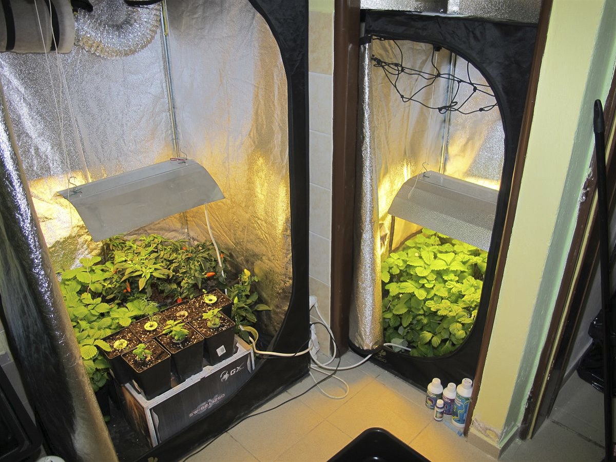Zbo�í v jednom z growshop�. 