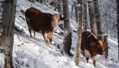 Krávy v hlavní roli: film Bella Mia