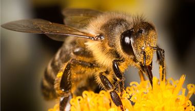 Včela pokrytá pylem