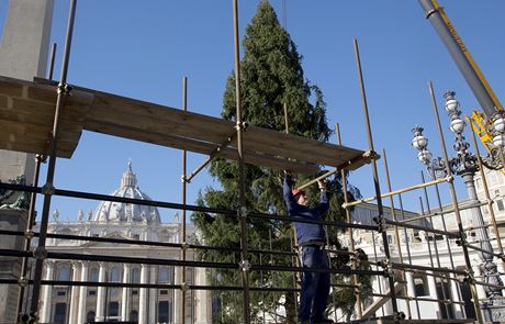 Na Svatopetrskm nmst ve Vatiknu stoj tradin vnon strom, symbol esko-nmeckho ptelstv