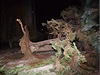 Vítr vyvrátil strom v Novém Mst nad Metují, který se zitil na zaparkovaný automobil ten znan pokodil.