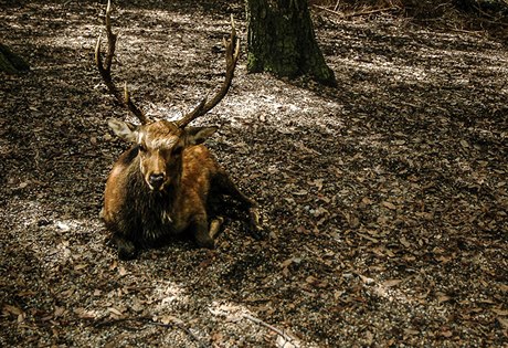 Vdecká fotografie - Jelen sika