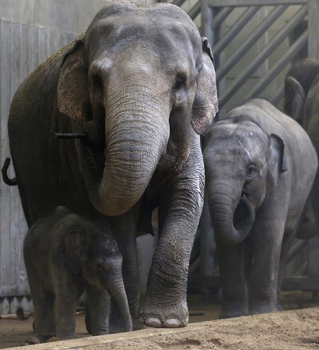 V pražské zoo uhynula 17. prosince pětiletá slonice Tonya (vpravo na archivním snímku z 25. února 2013), asi na virovou infekci. Uprostřed je její matka Donna, vlevo sestra Sita. 