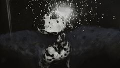 Peter upník, Andl pes, 1983-89