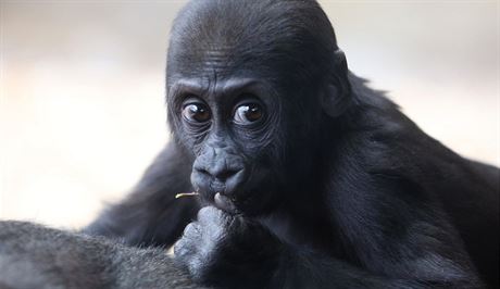 Ped rokem se gorilí skupinka v praské zoo rozrostla o Nurua