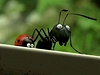 Z filmu Mrouskové: Údolí ztracených mravenc 