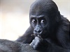 Ped rokem se gorilí skupinka v praské zoo rozrostla o Nurua