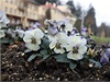 Rozkvetlé mace�ky na za�átku ledna v Luha�ovicích.