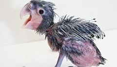 V pražské zoo uhynulo mládě papouška kakadu