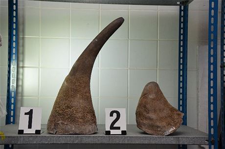 Paované rohy nosoroce tuponosého byly ukryty v jádru cívky.