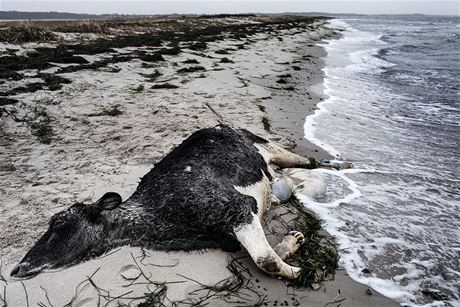 Mrtvá kráva vyplavená na dánské pobeí