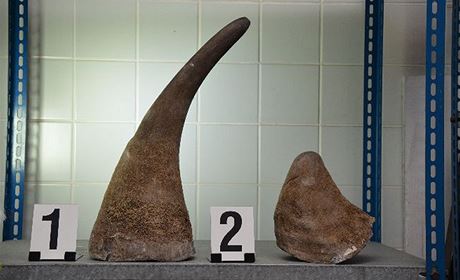 Celníci na praském letiti objevili dva paované rohy písn chránného nosoroce tuponosého 