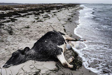 Mrtvá kráva vyplavená na dánské pobřeží