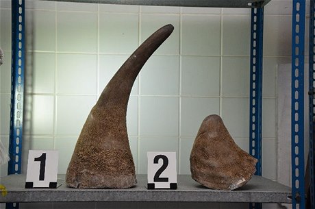 Celníci na praském letiti objevili dva paované rohy písn chránného nosoroce tuponosého 