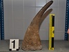 Paované rohy nosoroce tuponosého byly ukryty v jádru cívky.